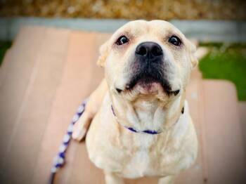 Rescue Pit Bull Terrier Dogs for Adoption in Orlando, Florida - SOLACE | PetCurious