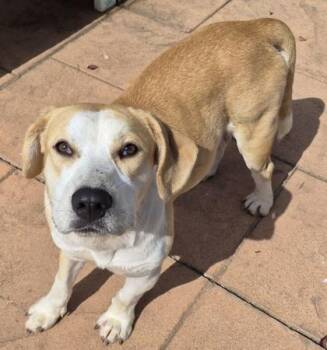 Lucky -  Beagle and Labrador Retriever Dog for Adoption in Shreveport, Louisiana - Lucky | PetCurious