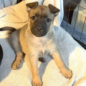 German Shepherd Dog and Labrador Retriever Dogs Available for Adoption - Beatrice  | PetCurious