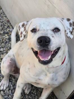 Pluto -  Terrier Dog for Adoption in Sterling Heights, Michigan - Pluto | PetCurious