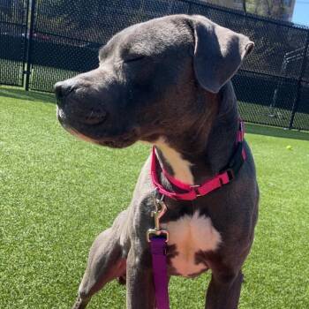 Mixed Breed Dogs Available for Adoption in Pittsburgh, Pennsylvania - Carlisle | PetCurious