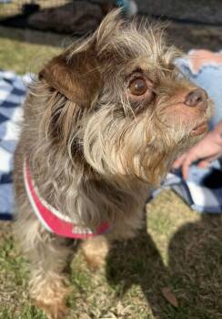 Rescue Cairn Terrier Dogs for Adoption in Benbrook, Texas - Spirit | PetCurious