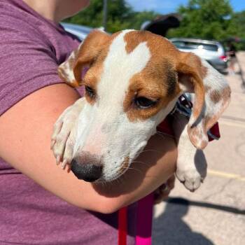 Coby -  Beagle and Mixed Breed Dog for Adoption in Campton Hills, Illinois - Coby | PetCurious