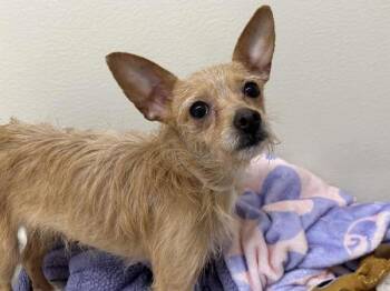 Chihuahua and Terrier Dogs Available for Adoption in Portland, Oregon - Karma | PetCurious