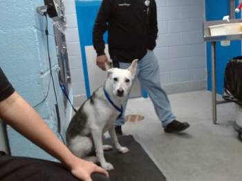 Siberian Husky and Mixed Breed Dogs Available for Adoption in Albuquerque, New Mexico - NOVA | PetCurious