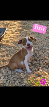Britt -  Pit Bull Terrier Dog for Adoption in Seaside Heights, New Jersey - Britt | PetCurious