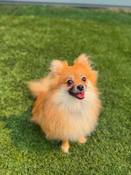 Coco -  Pomeranian Dog for Adoption in Delson, Quebec - Coco | PetCurious