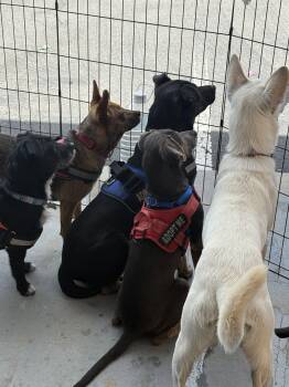 Carmi. -  Terrier Dog for Adoption in San Diego, California - Carmi. | PetCurious