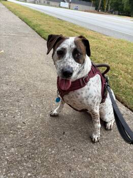 Clover -  Mixed Breed Dog for Adoption in Huntsville, Alabama - Clover | PetCurious