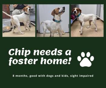English Pointer Dogs Available for Adoption in Bridgeton, New Jersey - Needs Foster Chip (GA) | PetCurious