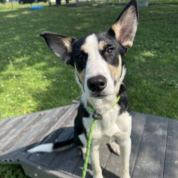 Boogle -  Mixed Breed Dog for Adoption in Cape Girardeau, Missouri - Boogle | PetCurious