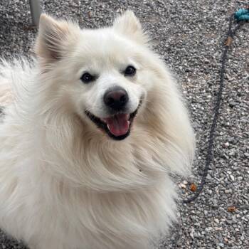 Austin -  Spitz Dog for Adoption in York, Pennsylvania - Austin | PetCurious