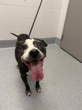 FROSTY -  American Staffordshire Terrier Dog for Adoption in Indianapolis, Indiana - FROSTY | PetCurious