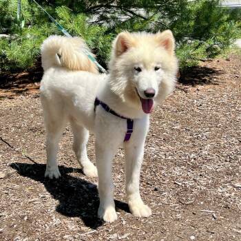 Noodle -  Samoyed Dog for Adoption in East Hampton, New York - Noodle | PetCurious