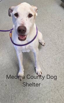Great Dane Dogs Available for Adoption in Medina, Ohio - Stanley | PetCurious
