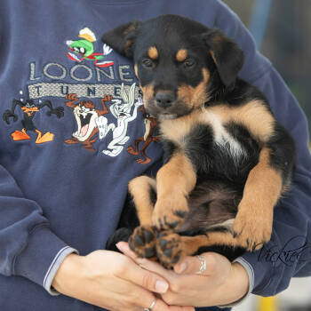 Rescue Australian Shepherd Dogs for Adoption in Abilene, Texas - Jangle | PetCurious