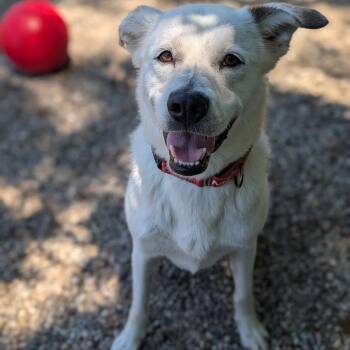 Mixed Breed Dogs Available for Adoption in West Olive, Michigan - Glacier | PetCurious