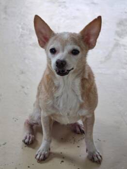 Lydia -  Chihuahua Dog for Adoption in Dandridge, Tennessee - Lydia | PetCurious