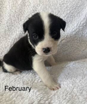 February- Mama August Calendar Crew -  Labrador Retriever and Pit Bull Terrier Dog for Adoption in Carmel Hamlet, New York - February- Mama August Calendar Crew | PetCurious