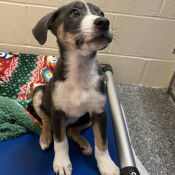 Mixed Breed Dogs Available for Adoption in Hendersonville, North Carolina - Bloom | PetCurious