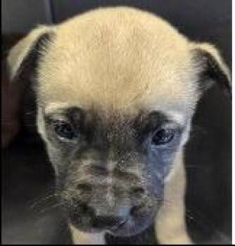 Shepherd and Labrador Retriever Dogs Available for Adoption in Thompson Falls, Montana - Benson | PetCurious