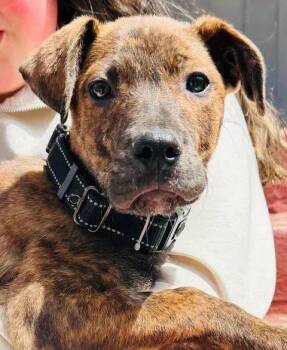 Shepherd and Labrador Retriever Dogs Available for Adoption in Cloquet, Minnesota - Magneto | PetCurious