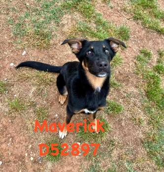 Mixed Breed Dogs Available for Adoption in Clarksville, Tennessee - Max | PetCurious