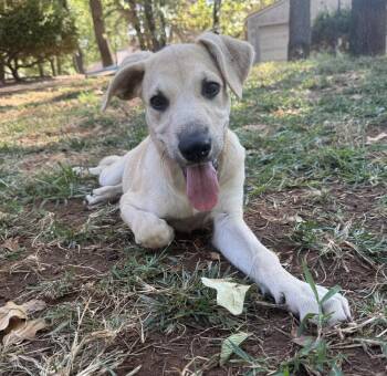 Quinn -  Labrador Retriever and Mixed Breed Dog for Adoption in Warr Acres, Oklahoma - Quinn | PetCurious