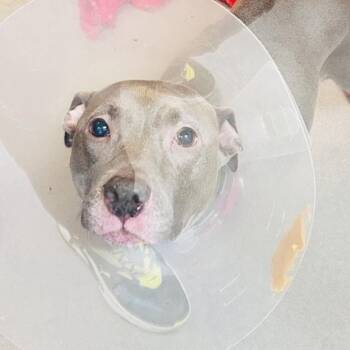 Sky -  Pit Bull Terrier Dog for Adoption in Baltimore, Maryland - Sky | PetCurious