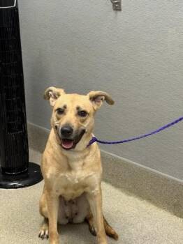 FAWN -  Labrador Retriever and Mixed Breed Dog for Adoption in Las Vegas, Nevada - FAWN | PetCurious