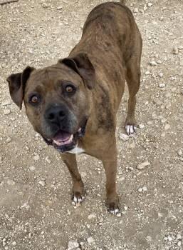 Rescue American Staffordshire Terrier and Labrador Retriever Dogs for Adoption in Brewster, New York - Abbey | PetCurious