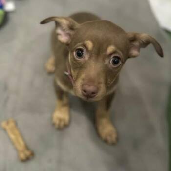 Rescue Chihuahua Dogs for Adoption in Floresville, Texas - Pumpkin | PetCurious