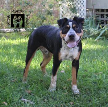 Odie -  Bulldog and Australian Cattle Dog Blue Heeler Dog for Adoption in Omaha, Nebraska - Odie | PetCurious
