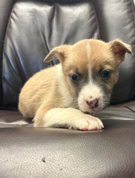 Applejack -  Pit Bull Terrier Dog for Adoption in Carson City, Nevada - Applejack | PetCurious