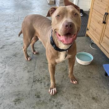 June Bug -  Pit Bull Terrier and American Staffordshire Terrier Dog for Adoption in Torrance, California - June Bug | PetCurious