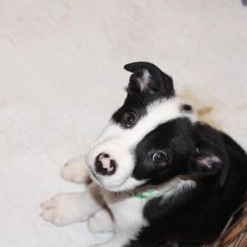 Border Collie and Terrier Dogs Available for Adoption - NY Marcus Avail Feb 14 (Tractor Supply Patterson) | PetCurious
