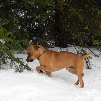 Slinky -  Mixed Breed Dog for Adoption in Erie, Pennsylvania - Slinky | PetCurious
