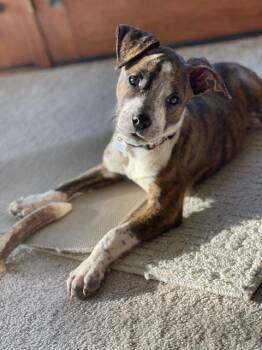 Mixed Breed Dogs Available for Adoption - Ursula | PetCurious