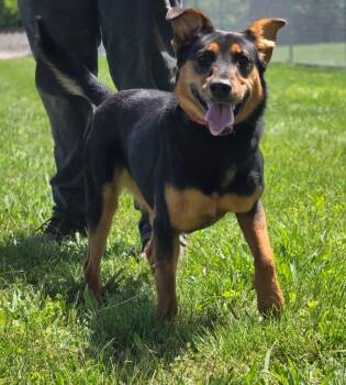 Stella -  Shepherd Dog for Adoption in Huntington, Indiana - Stella | PetCurious