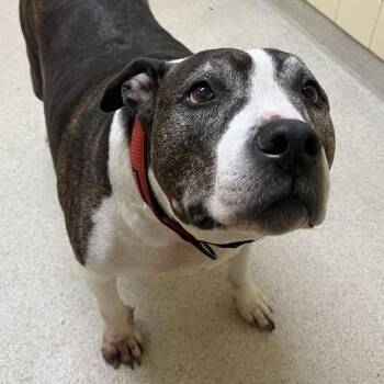 Mixed Breed Dogs Available for Adoption - Coco | PetCurious