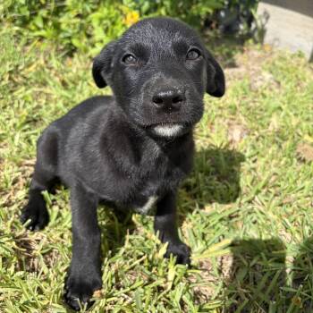 Lola -  Labrador Retriever and Belgian Shepherd Malinois Dog Available for Adoption in Harlingen, Texas - Lola | PetCurious