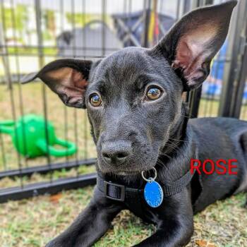 French Bulldog and Australian Cattle Dog Blue Heeler Dogs Available for Adoption in Fort Lauderdale, Florida - Rose Blossom | PetCurious