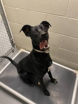 Rescue Greyhound and Mixed Breed Dogs for Adoption in Batavia, Ohio - Nelly | PetCurious