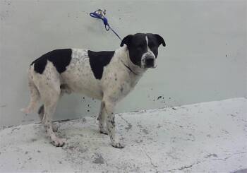 Staffordshire Bull Terrier and Mixed Breed Dogs Available for Adoption in Houston, Texas - GREG | PetCurious