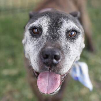 OTTO -  Boxer Dog for Adoption in San Antonio, Texas - OTTO | PetCurious