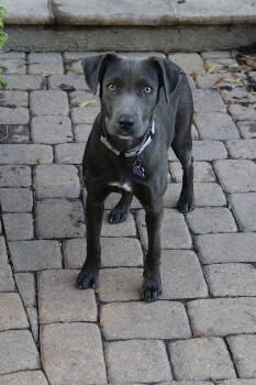 Rescue Weimaraner and Pit Bull Terrier Dogs for Adoption in Charlotte, North Carolina - Maggie | PetCurious