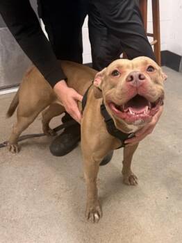 Kikimora -  Pit Bull Terrier Dog for Adoption in Cleveland, Ohio - Kikimora | PetCurious