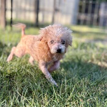 Devens -  Maltese Dog for Adoption in Houston, Texas - Devens | PetCurious