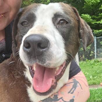 Betsy -  Pit Bull Terrier and Mixed Breed Dog for Adoption in Falls Church, Virginia - Betsy | PetCurious