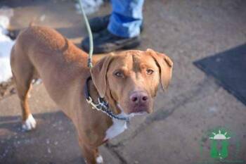Tucker -  Labrador Retriever Dog for Adoption in Papillion, Nebraska - Tucker | PetCurious